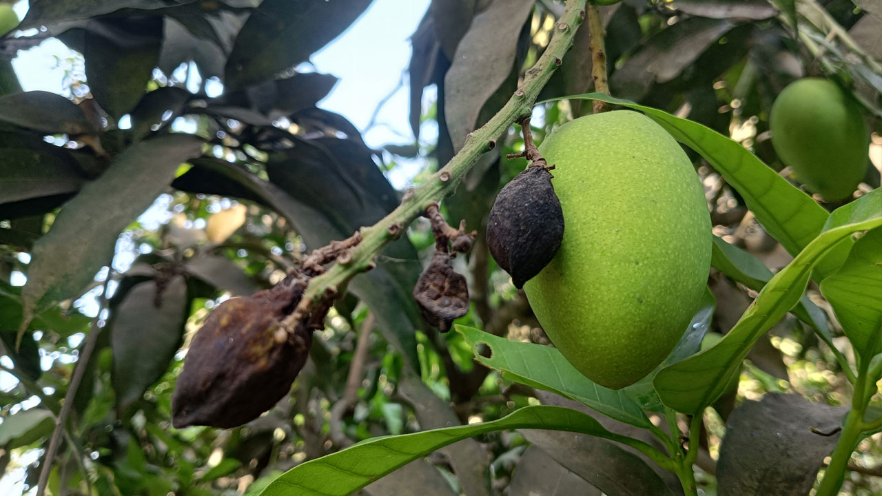 তীব্র খরায় ঝরছে আমের গুটি, শঙ্কায় চাষিরা