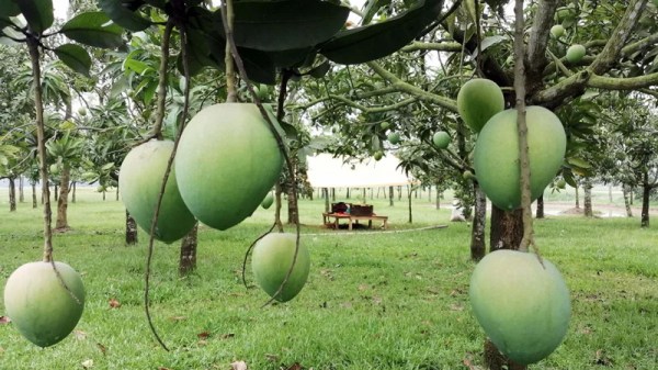 রংপুরে হাড়িভাঙ্গা আমে স্বপ্ন বুনছেন চাষিরা