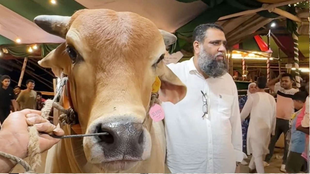 আত্মসাৎ করা ৯ ব্রাহামা গরু চড়া দামে বিক্রি করেন ইমরান