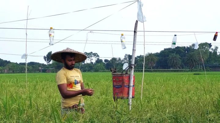পাকা আউশ রক্ষায় পাখি সামলাতে চাষির প্রাণান্তকর লড়াই