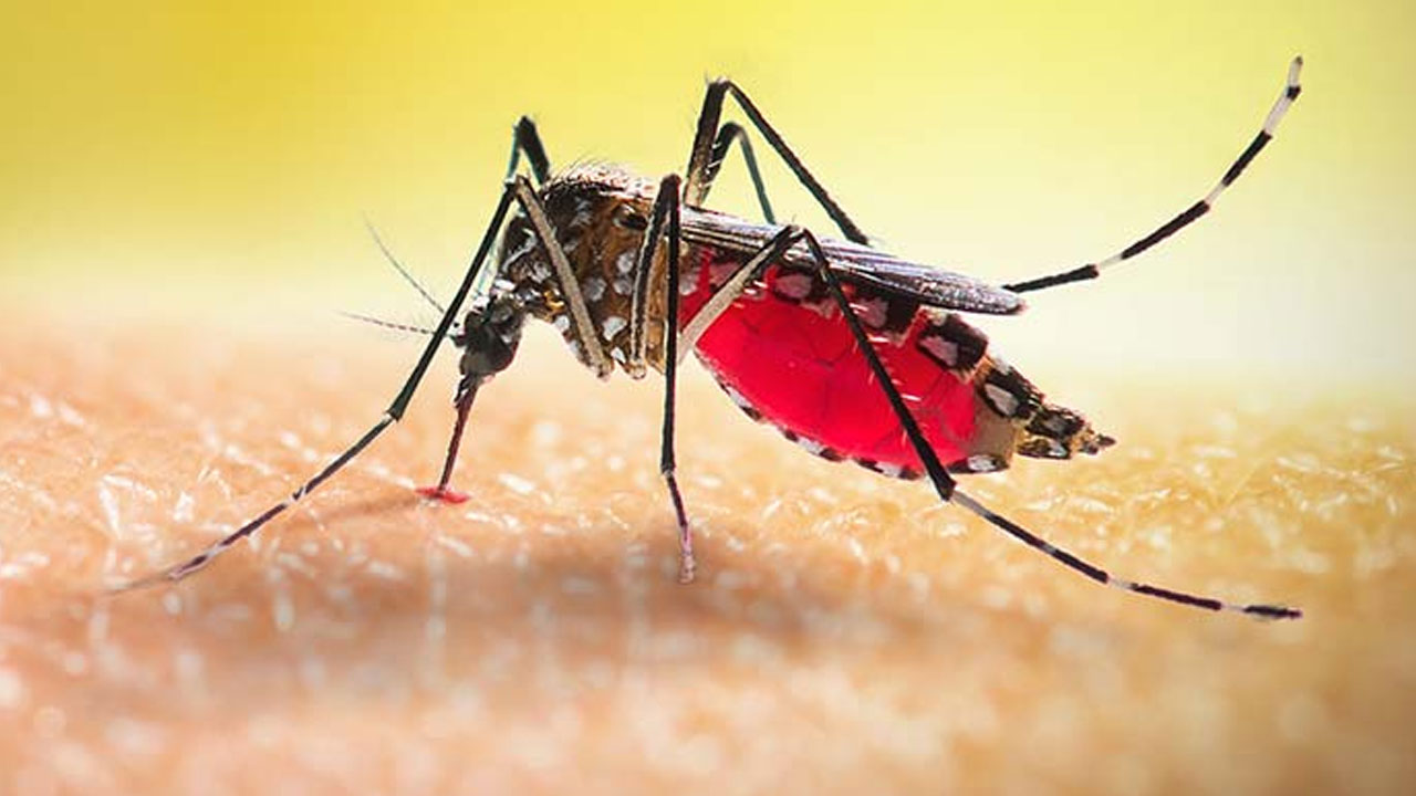 ডেঙ্গুতে আরও ৫ মৃত্যু, শনাক্ত ৪৬৬