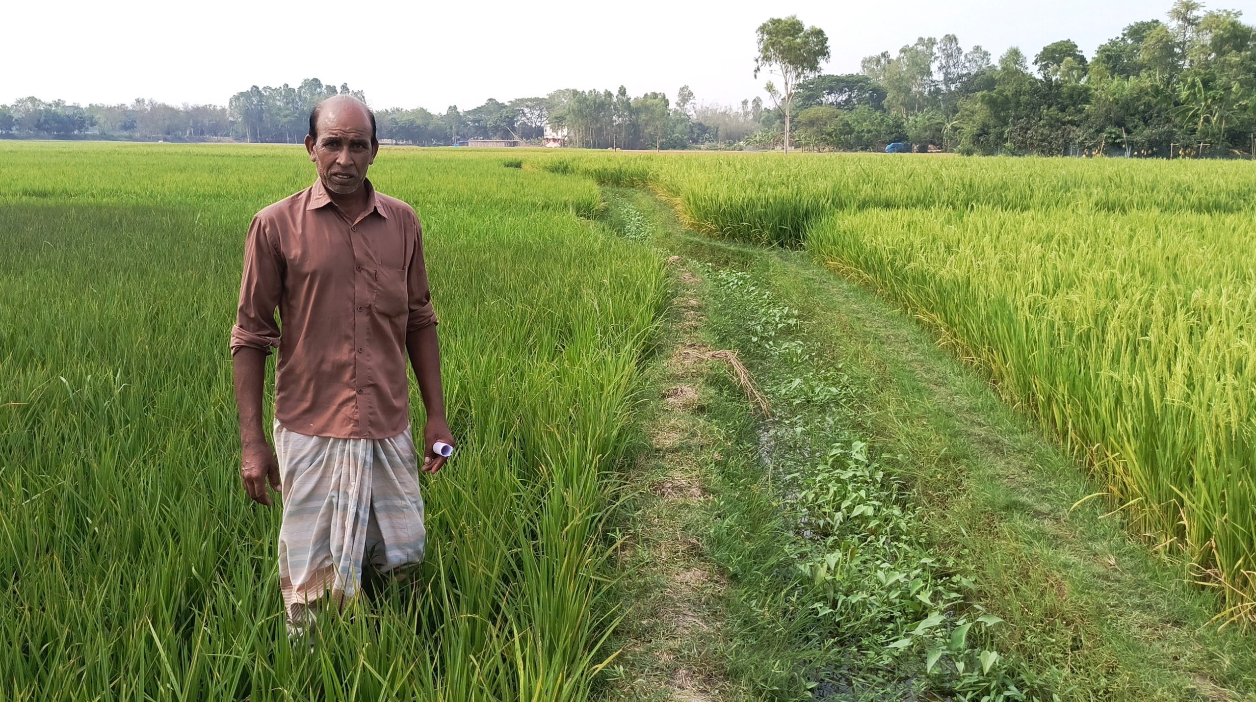 তানোরে গভীর নলকূপ অপারেটরের বিরুদ্ধে সেচ না দিয়ে বোরো ধান মেরে ফেলার অভিযোগ