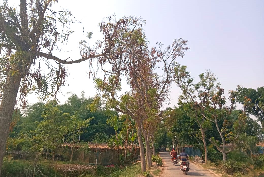 বাগমারায় সরকারি রাস্তার দুই পাশের নিম গাছ মরে সয়লাব; দেখার যেন কেউ নেই