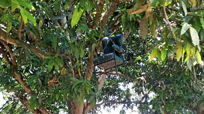 বিএনপি দুইগ্রুপের দ্বন্দ্বে প্রধান শিক্ষকের কক্ষে তালা: চেয়ার ঝুলছে গাছে