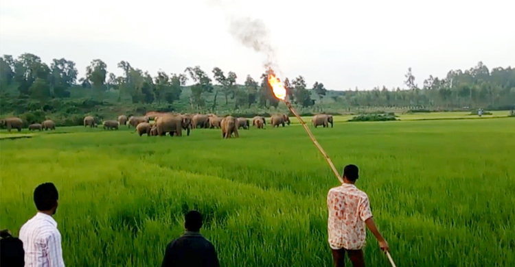 হাতি মানুষের দ্বন্দ্ব নিরসন ও বন্যহাতি সংরক্ষণ