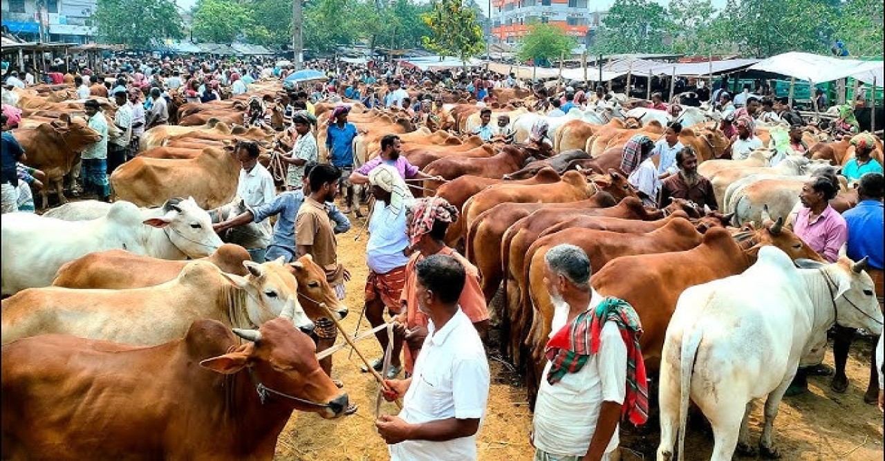 কোরবানির জন্য রাজশাহী বিভাগে প্রস্তুত ৪৩ লাখ পশু