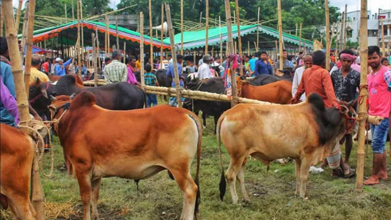 রাজশাহী বিভাগের ৩০২টি হাটে বেচা-কেনা হবে কোরবানির পশু