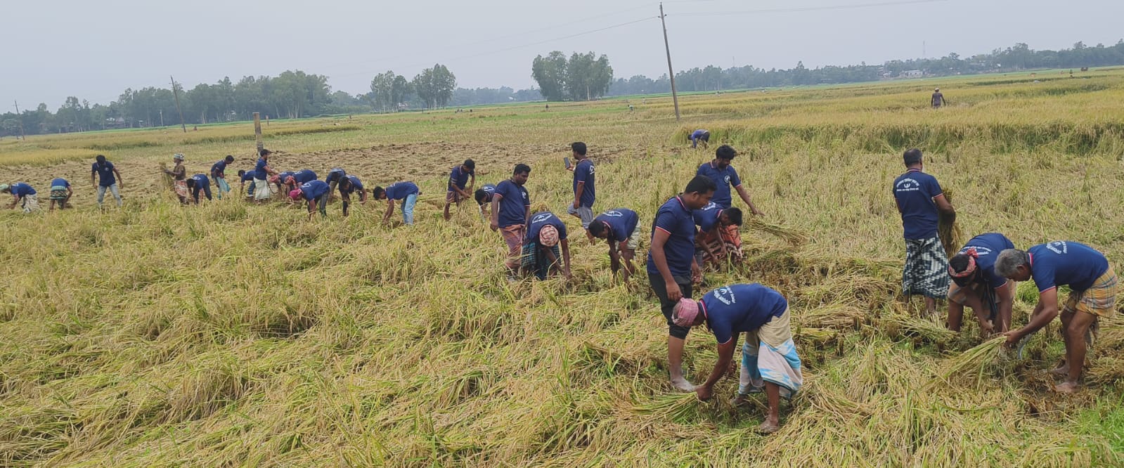 পানিতে তলিয়ে থাকা গরিব কৃষকদের পাকা ধান কেটে দিলেন কৃষকদল