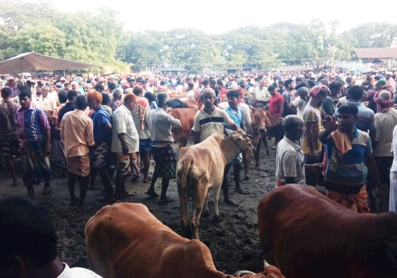 তানোরে দেশি গরুতে জমে উঠেছে গ্রামাঞ্চলে পশুর হাট অন্য বছরের তুলনায় দামও কম