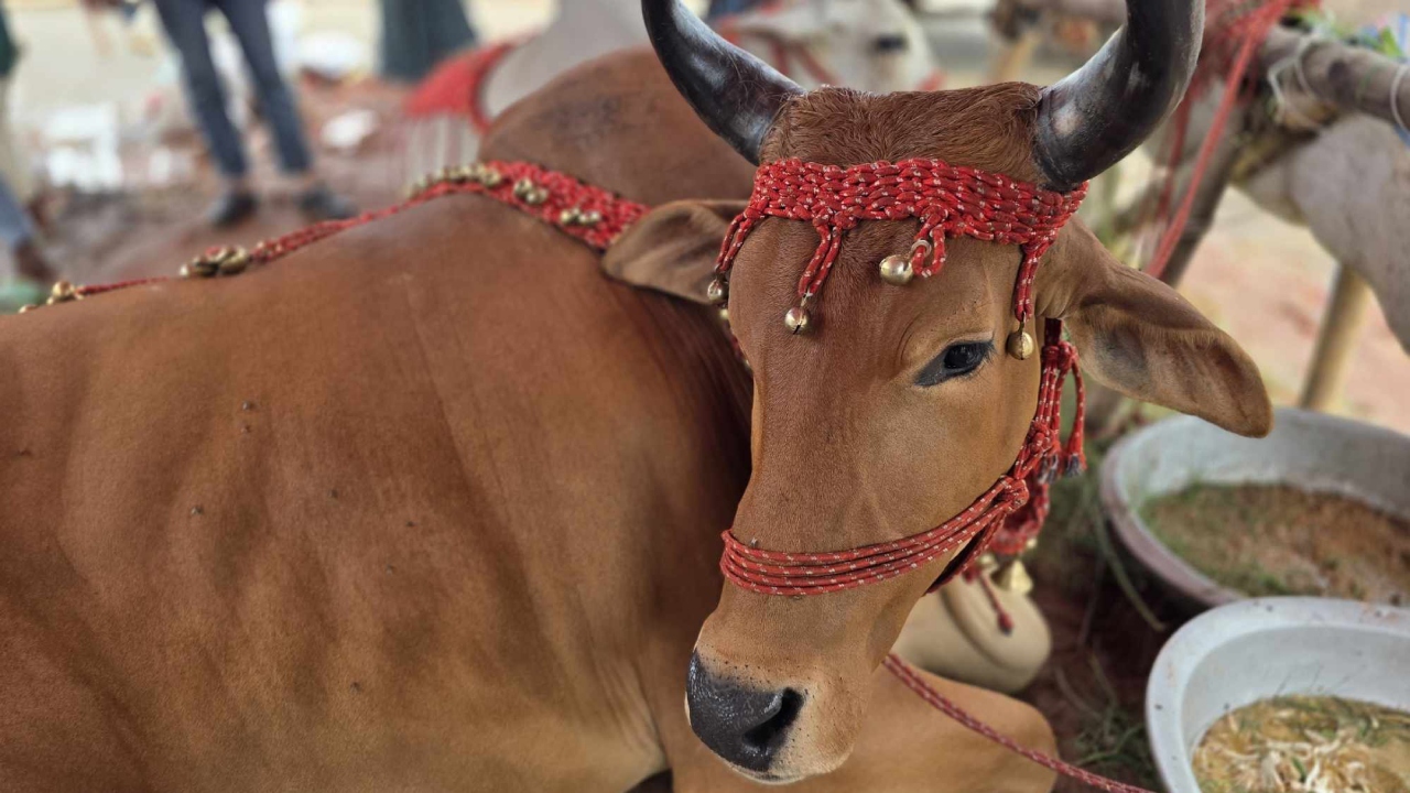 গরুর নাম ‘পরীমনি-ট্রাম্প’, ইউটিউবারদের যন্ত্রণায় বিরক্ত বিক্রেতারা