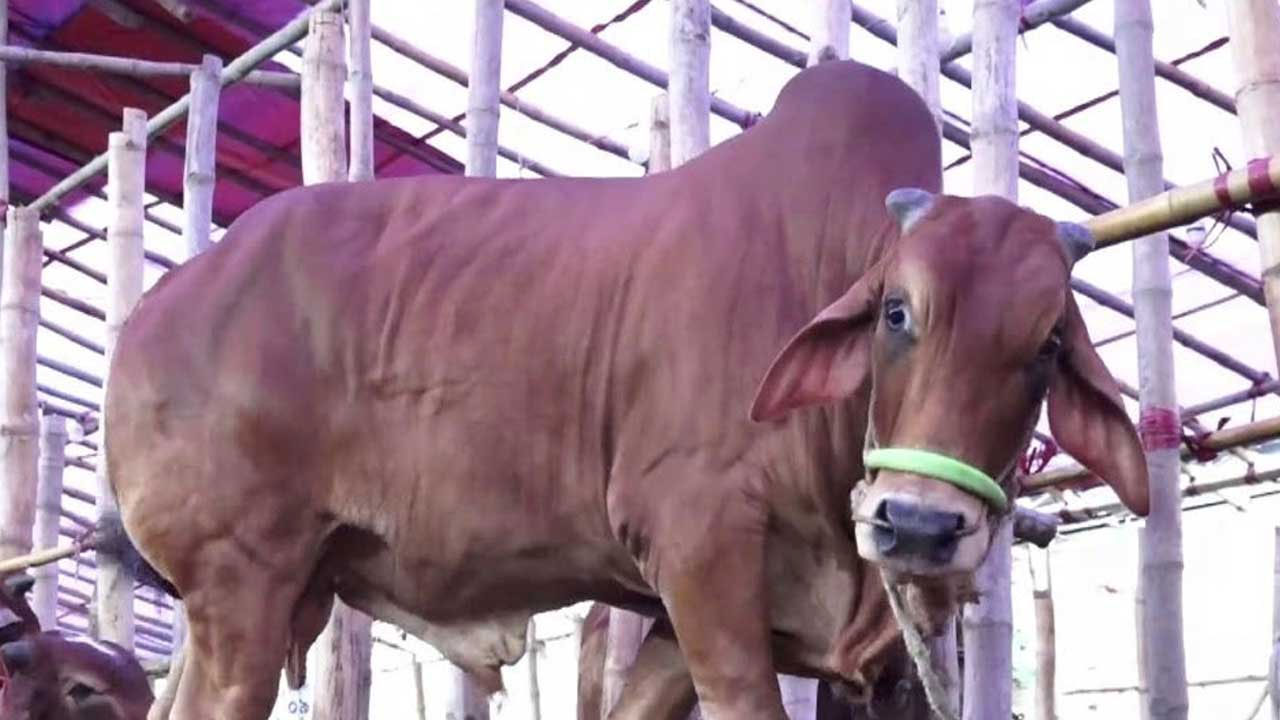 সবচেয়ে বেশি পশু কোরবানি হয়েছে রাজশাহী বিভাগে, সবচেয়ে কম সিলেটে