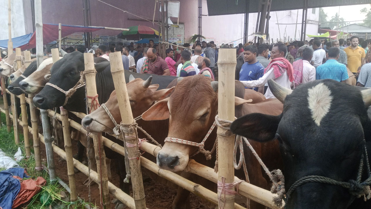 পাবনা জেলায় কোরবানির পশু চাহিদার তুলনায় উদ্বৃত্ত আছে ৩ লাখের বেশি