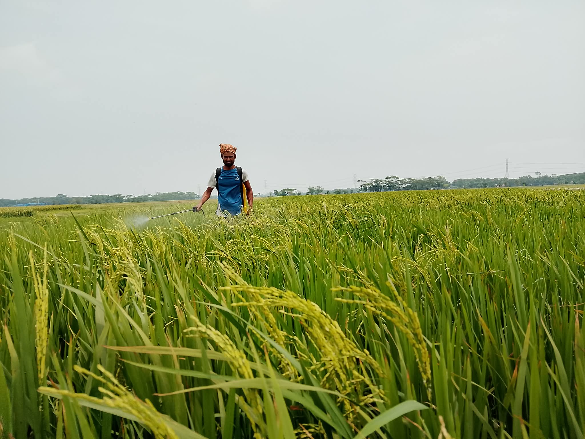 আমতলীতে বিদ্যুৎ ও জ্বালানি সংকটে বন্ধ সেচ—চরম বিপাকে কৃষক