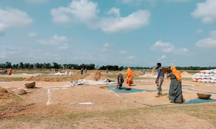 সুনামগঞ্জে রোদেলা আকাশ, ধান শুকাতে ব্যস্ত কৃষাণ-কৃষাণি