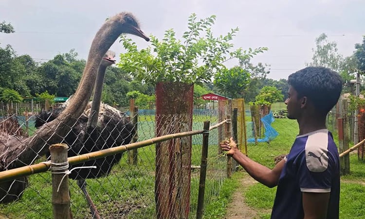 দিনাজপুরে উট পাখির সফল প্রজনন